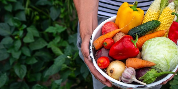 Руки держат большую тарелку с различными свежими сельскохозяйственными овощами Осенний урожай и концепция здоровой органической пищи
