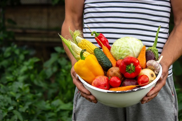 Hands holding big plate with different fresh farm vegetables Autumn harvest and healthy organic food concept