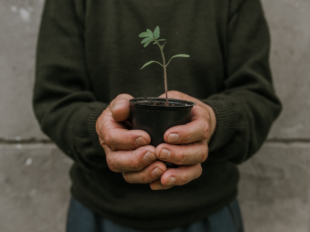 Hands holding a black pot with a green plant