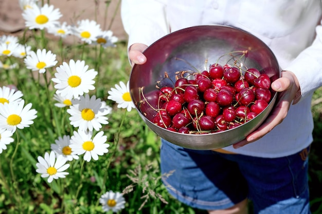 Hands holding a bowl with fresh ripe cherries Picking summer berries