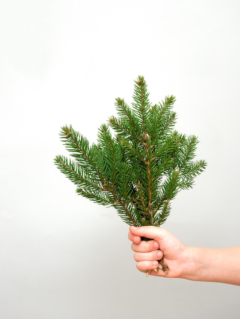 Hands holding bunch of fir tree branches on gray background while making Christmas decorations , copy space