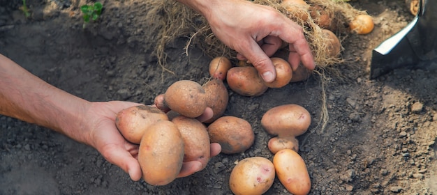 Hands holding a bunch of potatoes