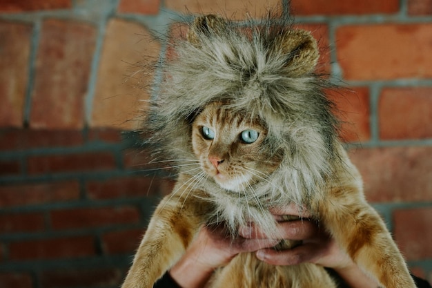 hands holding cat wearing fur at home