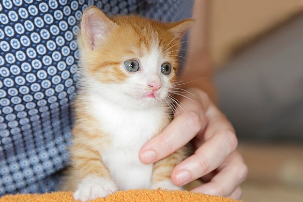 Hands holding a cute ginger kitten