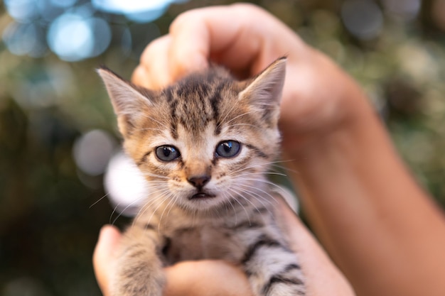 Hands holding a cute kitten in the garden