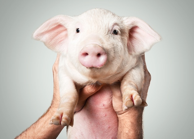 Hands holding Cute piglet on background