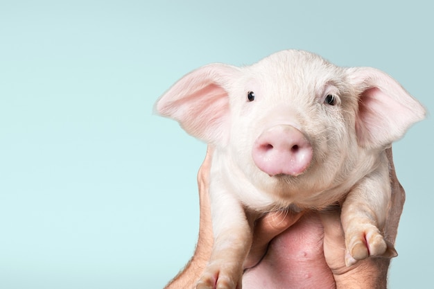 Hands holding Cute piglet on  background