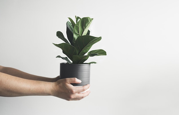 Hands holding Ficus Lyrata