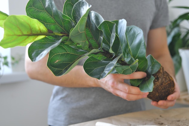 Foto mani che tengono il trapianto di ficus giardinaggio domestico le piante sono purificatori d'aria