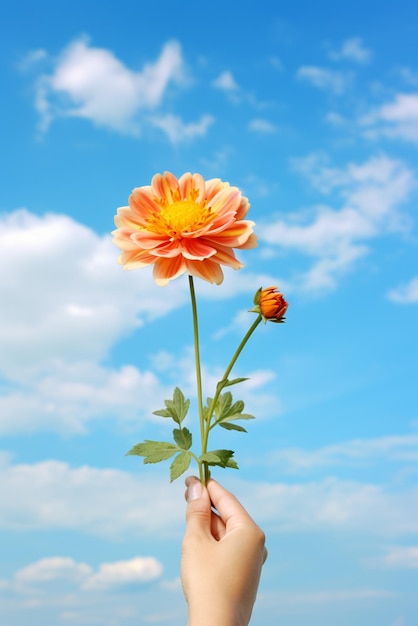 写真 空の背景に孤立した花を握る手