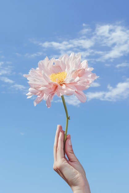 空の背景に孤立した花を握る手