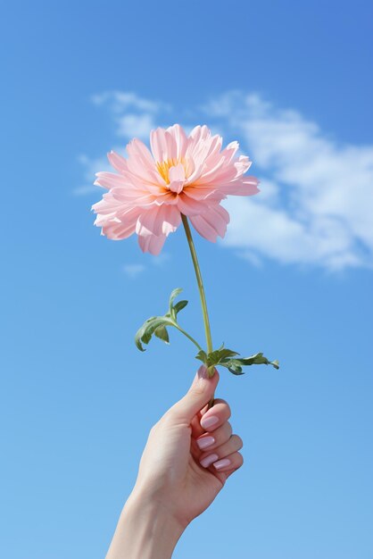 空の背景に孤立した花を握る手