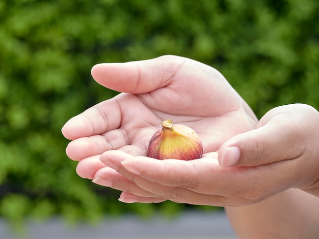 Hands holding a fresh fig