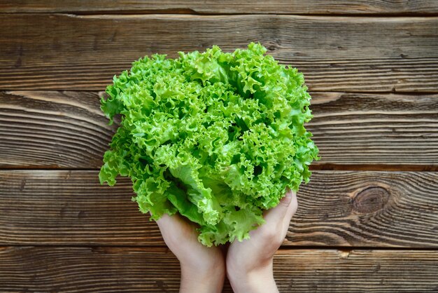 Hands holding fresh green lettuce on wooden rustic table with natural light. Top view.