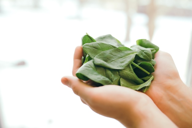 Hands holding fresh green salad leaves of spinach