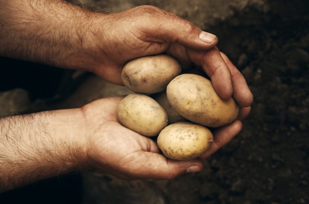 Руки держат свежую картошку только что выкопанную из земли