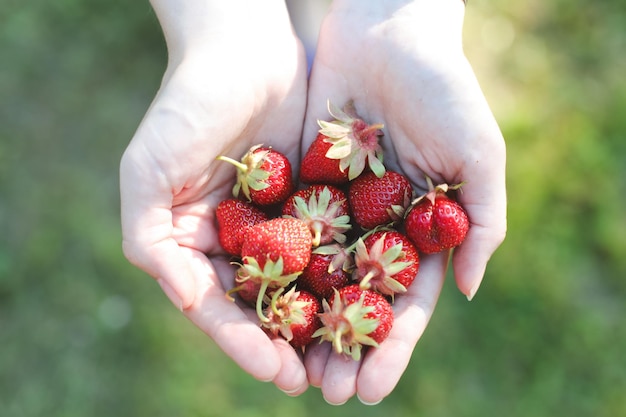 Mani che tengono fragole rosse fresche concetto di raccolto estivo