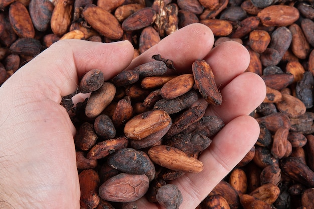 Foto mani che tengono le fave di cacao crudo appena raccolte sopra le fave di cacao.