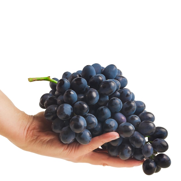 hands holding freshly picked grapes