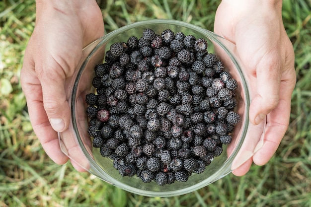 Hands holding a glass plate with a fresh harvest of a black raspberry