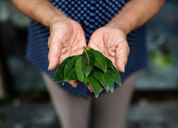 Hands holding a green leaf