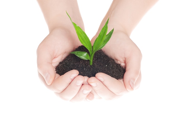 Hands holding green small plant new life concept