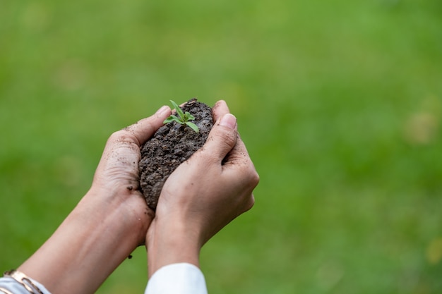 Hands holding a green young plant and light