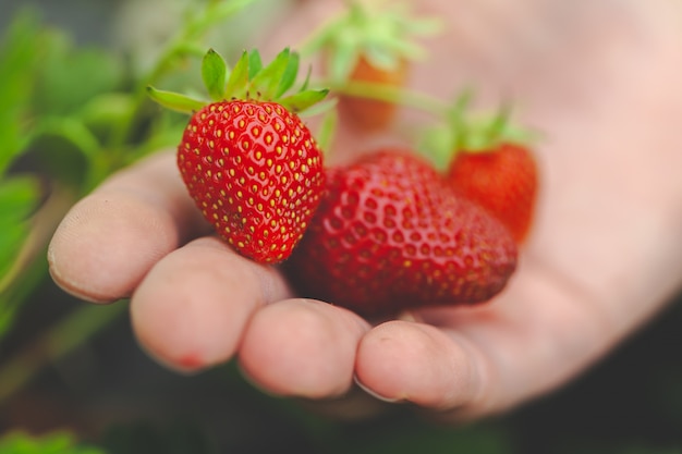  hands holding handful of ripe strawberries