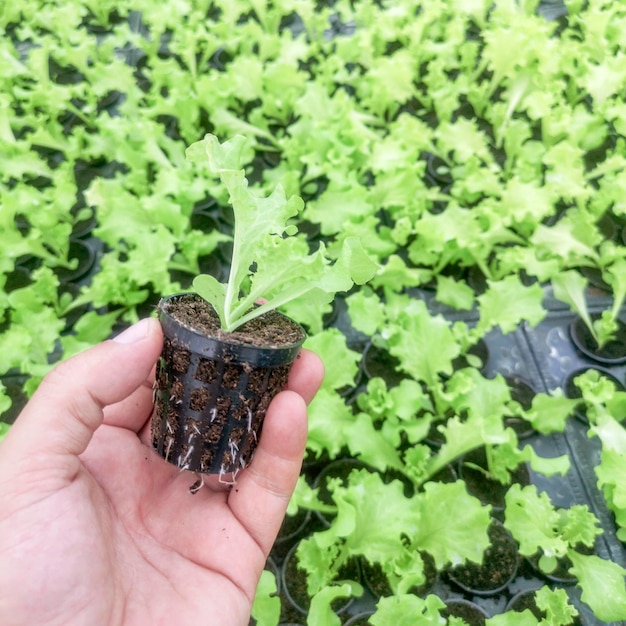 Hands Holding Lettuce Seedling in a Greenhouse. Lettuce Hydroponic Farm