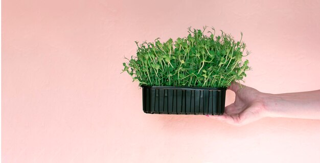 Hands holding micro arugula greens on a pink background with space for text Delivery of healthy food diet vegetarianism