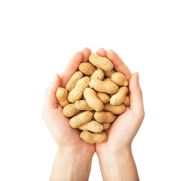 Hands holding peanuts isolated on white