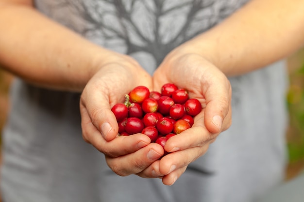 Mani che tengono i chicchi di caffè raccolti di recente maturi - arabica di coffeea