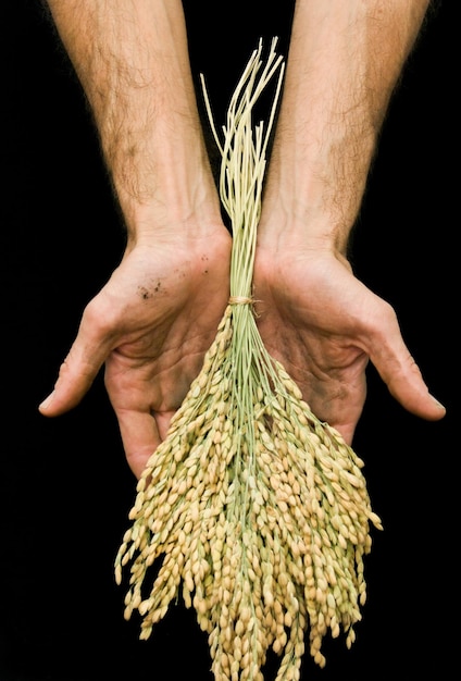 Hands holding rice plant against black background