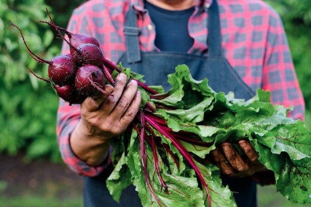 Hands holding ripe beetroots