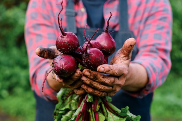 Hands holding ripe beetroots