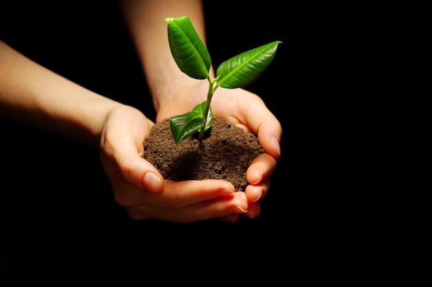 Hands holding sapling in soil on black