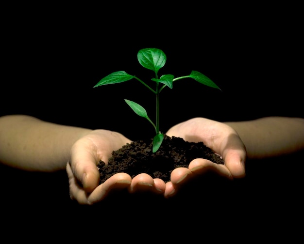 Hands holding sapling in soil on black