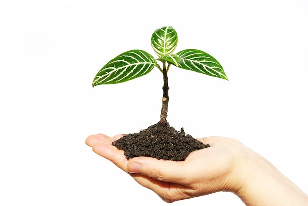 Hands holding sapling in soil  on white