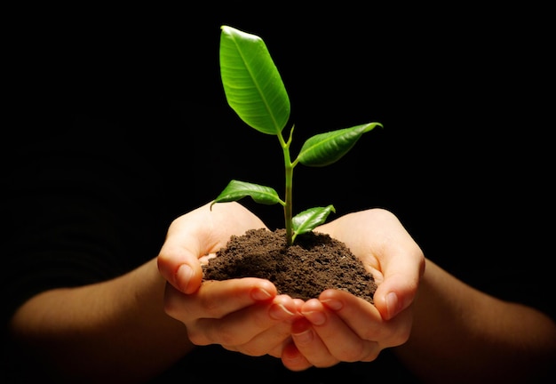 Hands holding sapling in soil