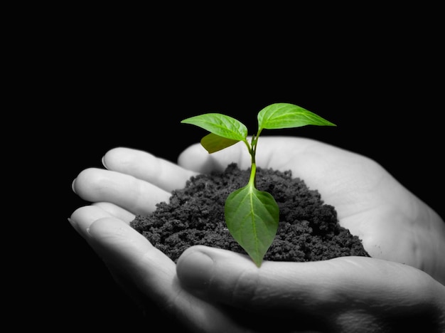 Hands holding sapling in soil