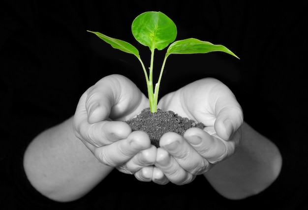 Hands holding sapling in soil