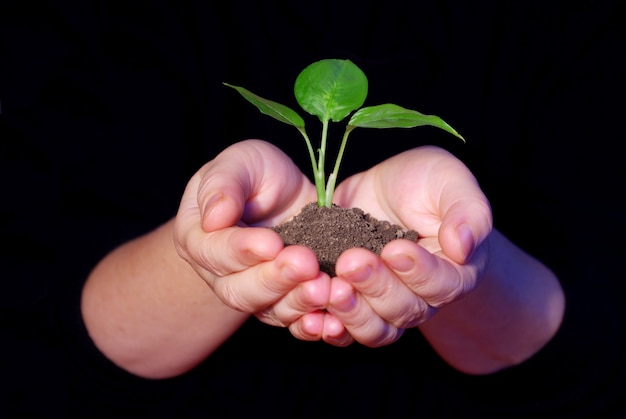 Hands holding sapling