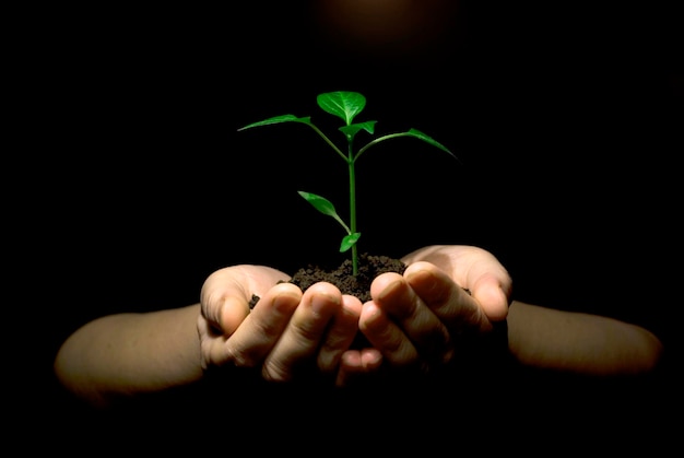 Hands holding sapling