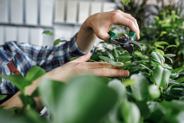 Hands holding scissors and cutting the leaves