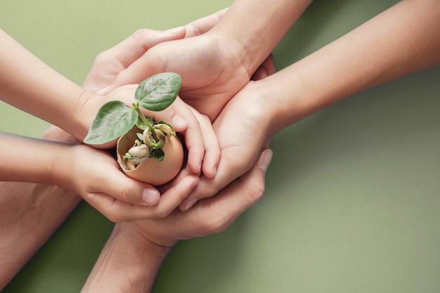 Hands holding seedling in eggshells, montessori education , CSR Corporate social responsibility,