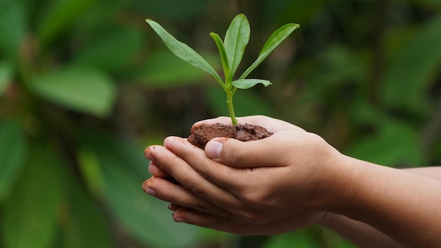 Hands holding a seedling in soil with the word tree on it