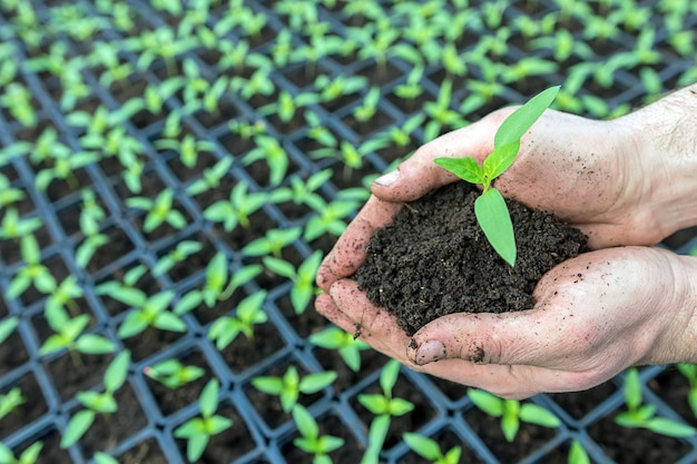 Hands holding Seedling with ground in a greenhouse.