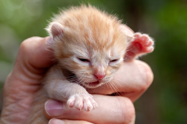 Foto mani che tengono un piccolo gattino - bella testa del gatto del bambino appena nata