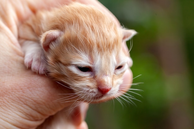 小さな子猫-新生児の美しい赤ちゃん猫の頭を持っている手