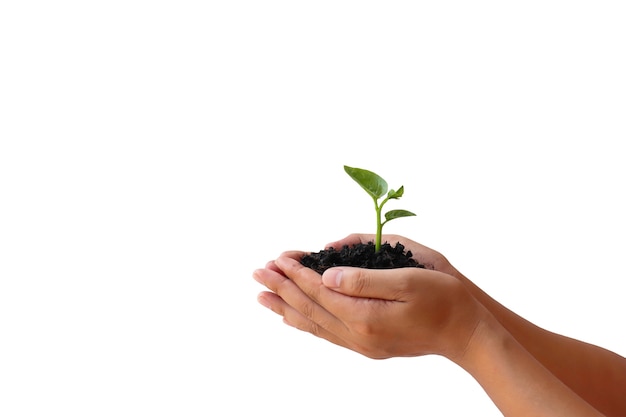 Hands holding small plant and soil